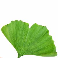 Ginko Biloba