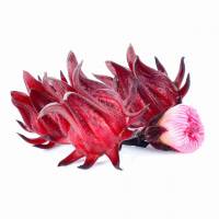Hibiskus