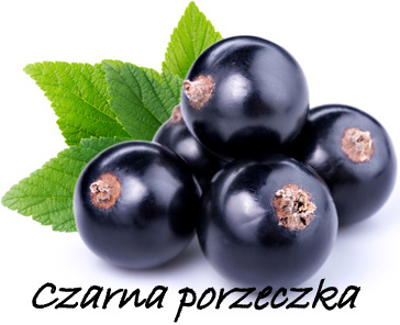 czarna-porzeczka