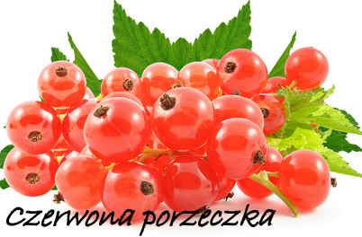 czerwona-porzeczka
