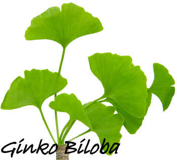 ginko-biloba