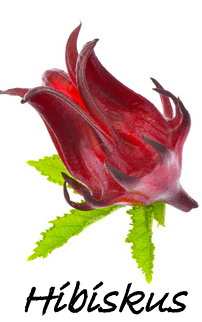 hibiskus