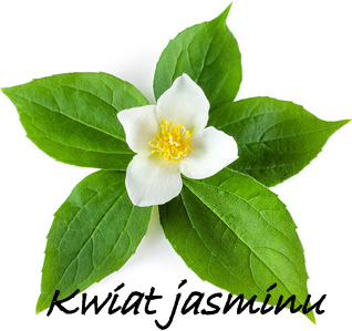 kwiat-jasminu