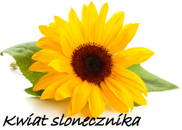 kwiat-słonecznika