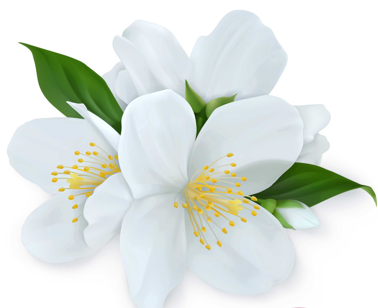 kwiat-jasminu