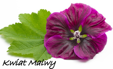 kwiat malwy