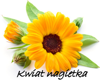 kwiat_nagietka