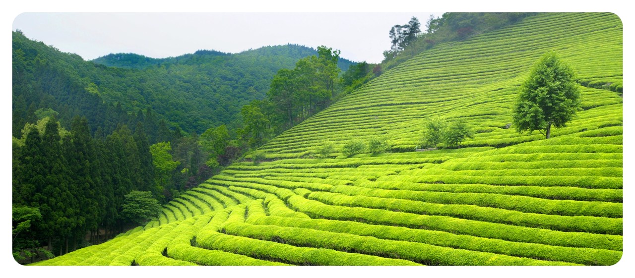 plantacja-herbaty